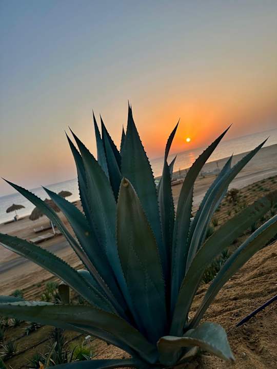 Strand Sentido Reef Oasis Suakin
