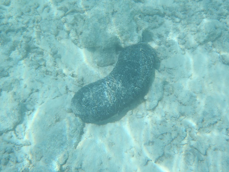 Unterwasserwelt Cinnamon Dhonveli Maldives