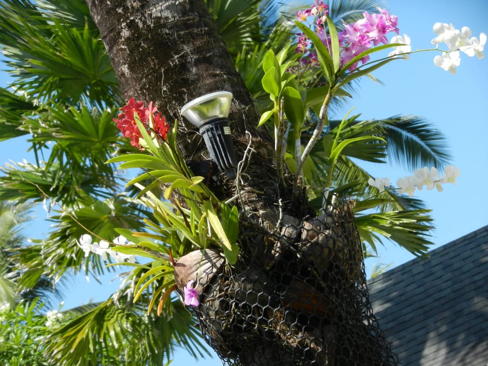 Orchideen überall La Flora Khao Lak