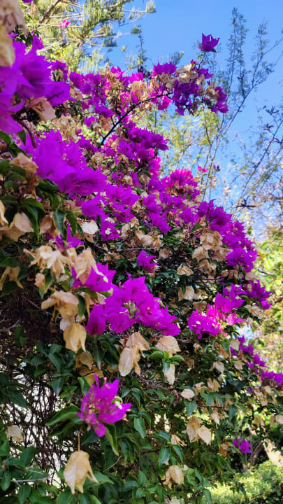 Gartenanlage Apollonia Beach Resort & Spa