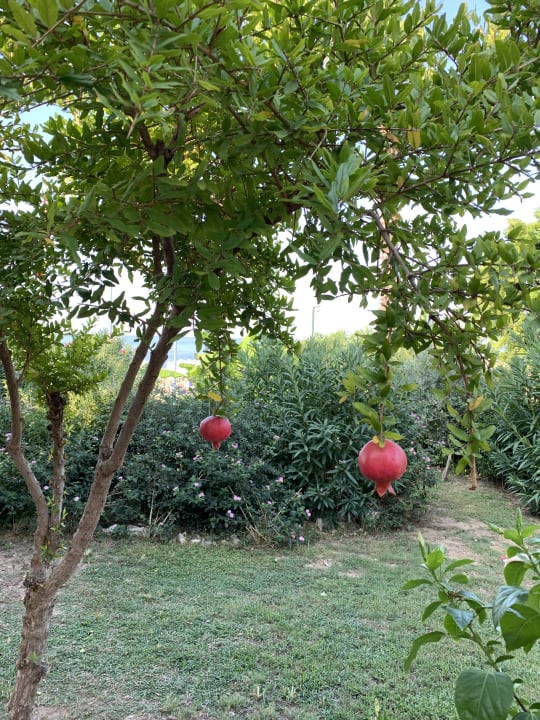 Gartenanlage Hotel Grand Side