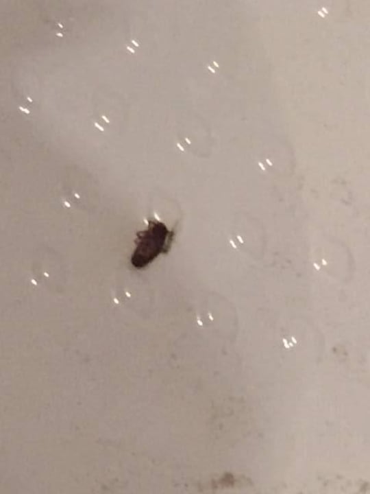 Täglicher Besuch in Zimmer 8 Hotel Q Royal