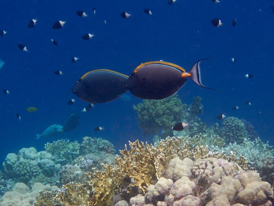 Schnorcheln am Hausriff Malikia Resort Abu Dabbab