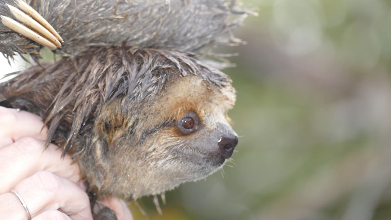 Sonstiges Amazon Village Lodge