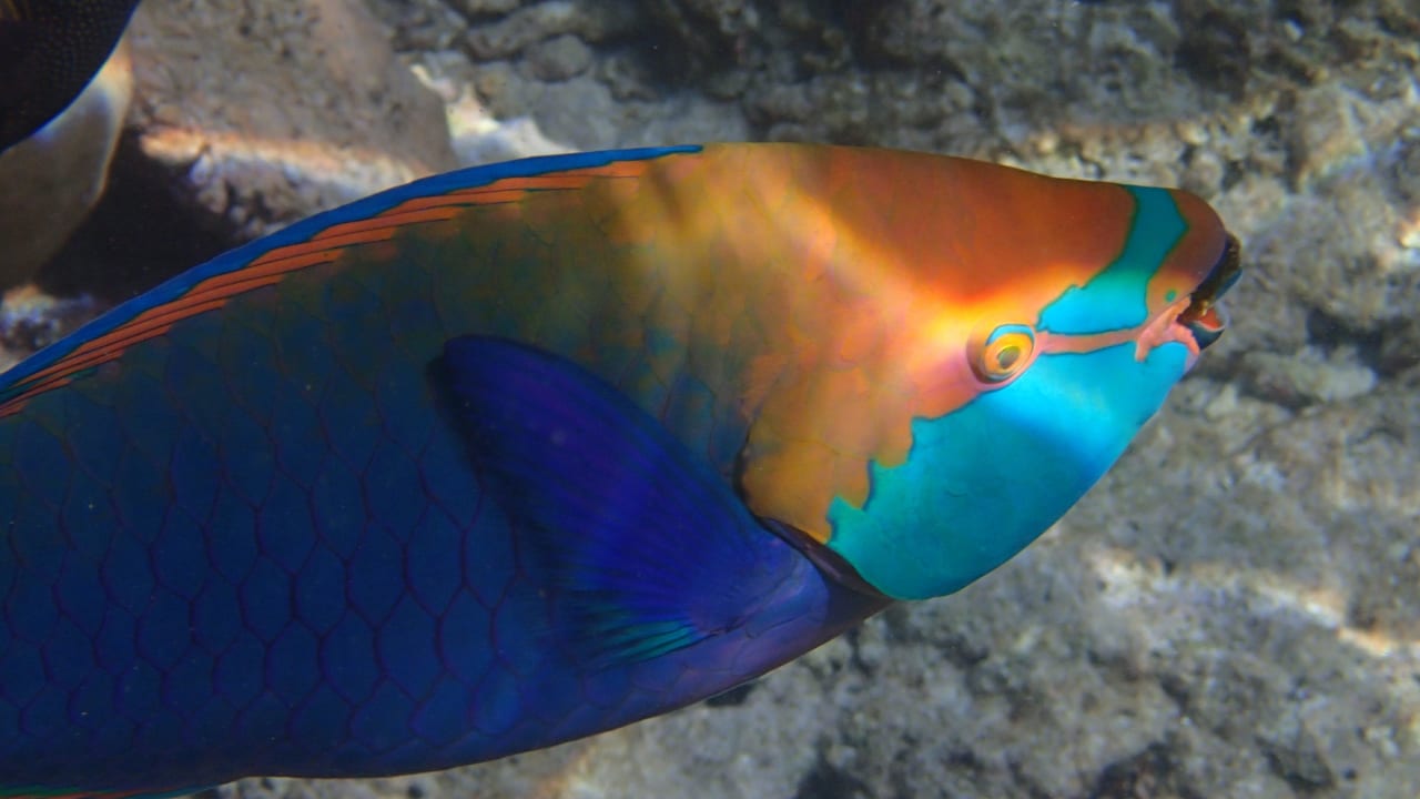 Schnorchelerfolge am Einstieg Nr. 2 Kuramathi Maldives