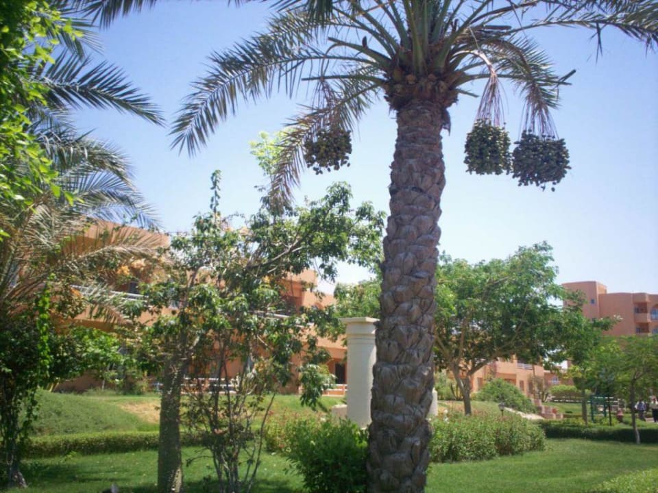 Es blüht so grün Golden Beach Resort