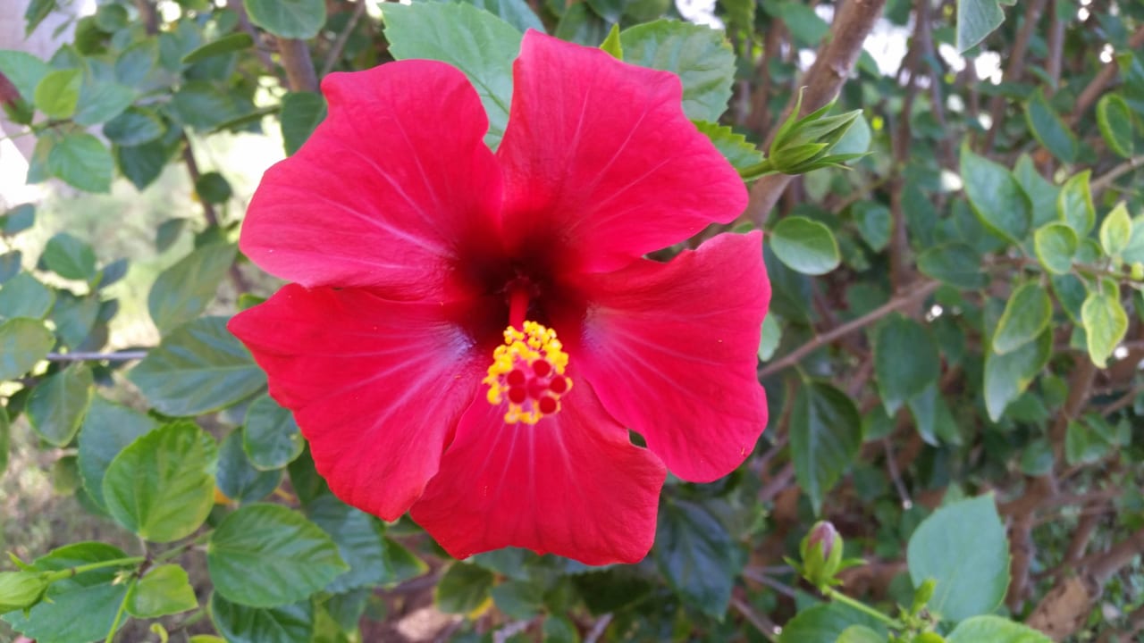 Hibiskusblüte Club Turtas Beach Hotel