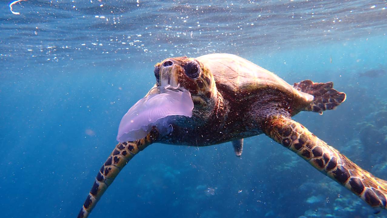 Strand Three Corners Equinox Beach Resort