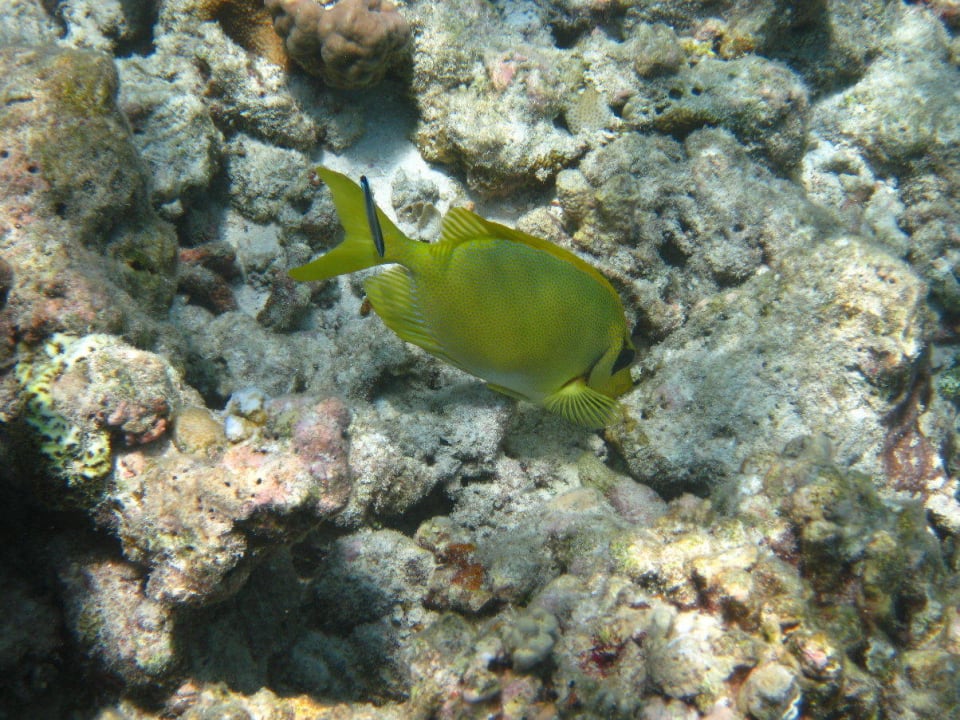 Unterwasserwelt am Hausriff NH Collection Maldives Reethi Resort