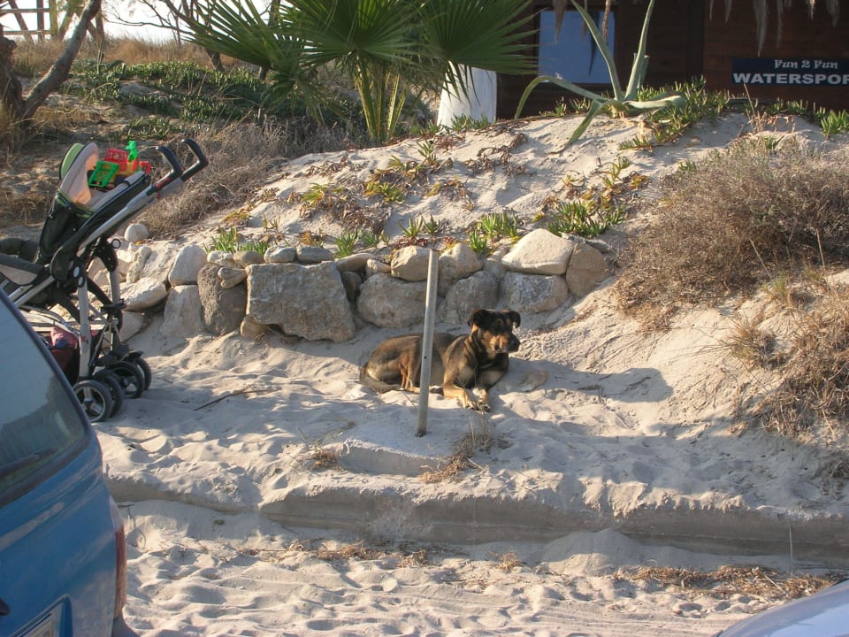 Dojścia do Centrum Sportów Wodnych bronią psy. Grecotel Casa Paradiso