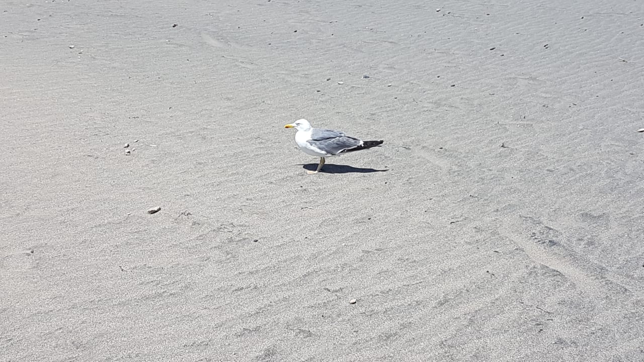 Strand SBH Hotel Costa Calma Palace