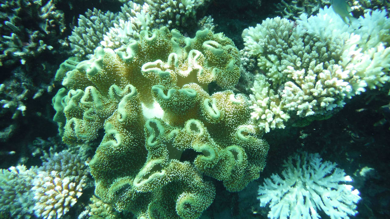 Riff Angaga Island Resort