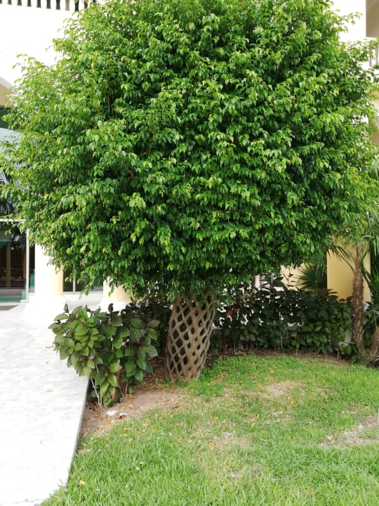 Gartenanlage JOIA Paraiso by Iberostar