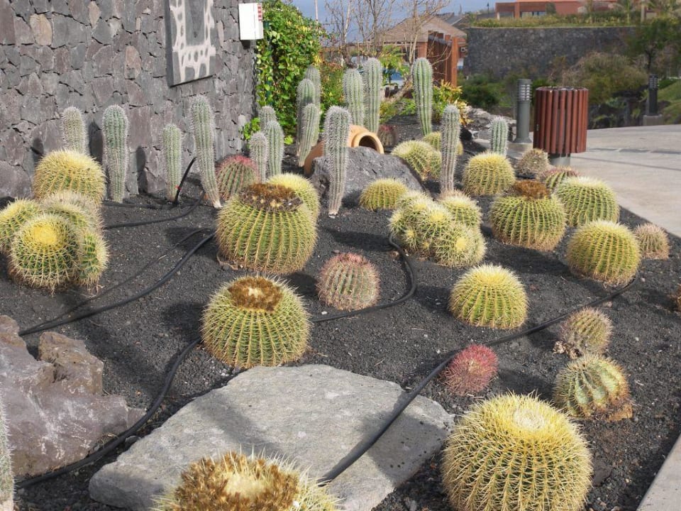 Kaktuse La Palma Princess