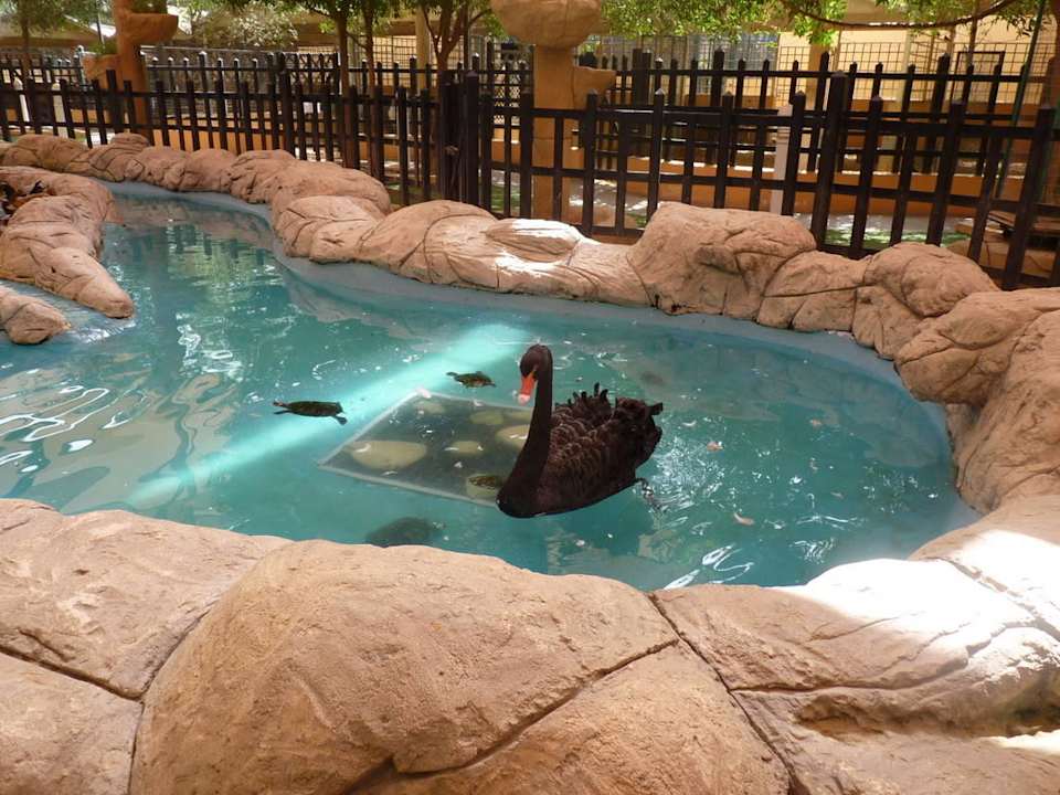 Черный лебедь Hotel Emirates Park Resort