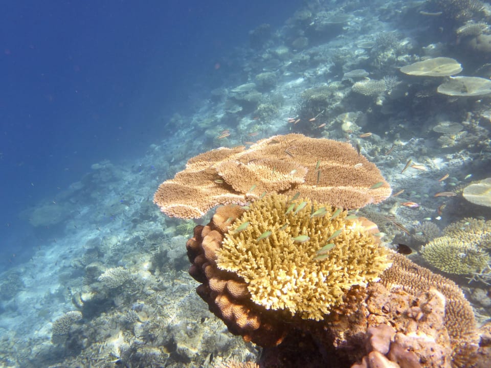 Sport & Freizeit NH Collection Maldives Havodda Resort