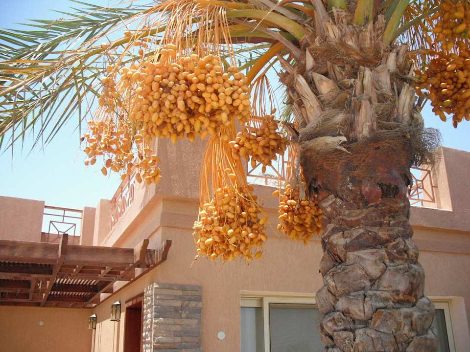 Datteln schmecken herrlich Shams Prestige Abu Soma-Adults Only