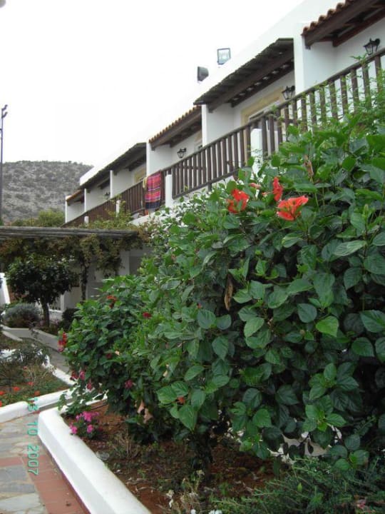 Die Zimmer Alexander Beach Hotel & Village Resort