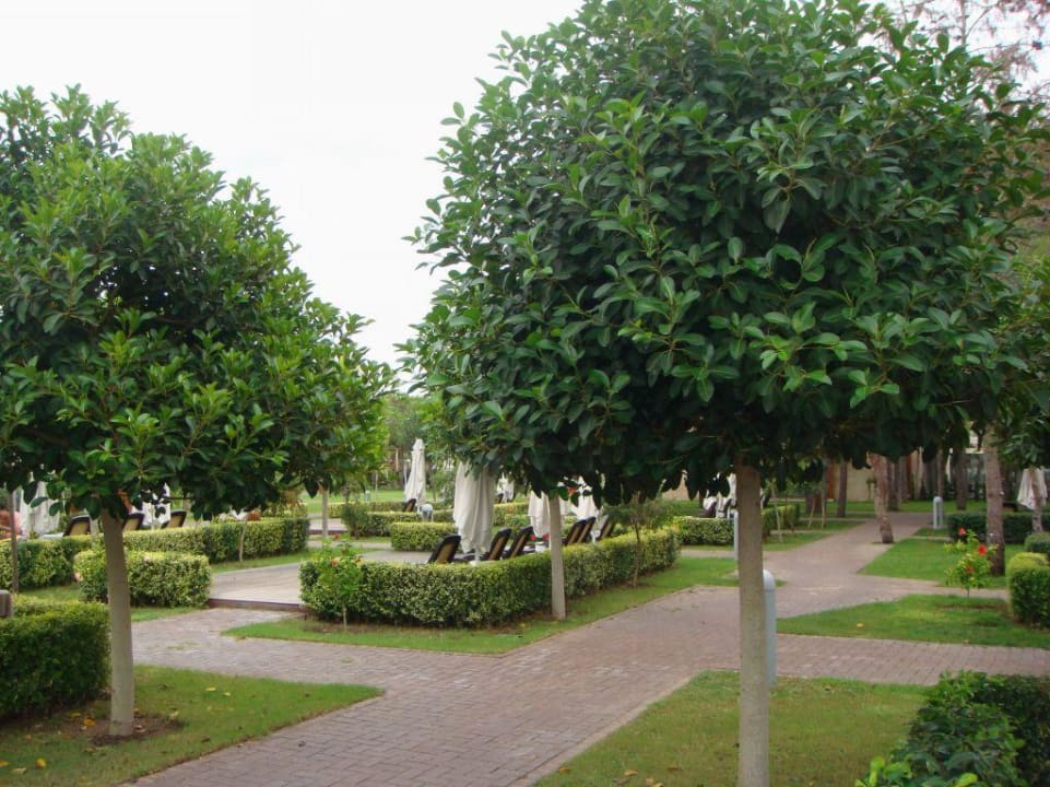 Территория перед бассейном Gloria Serenity Resort