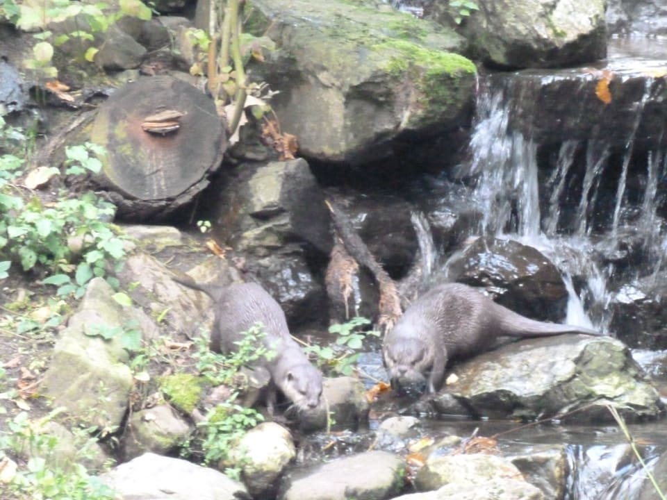 Otter Center Parcs De Kempervennen