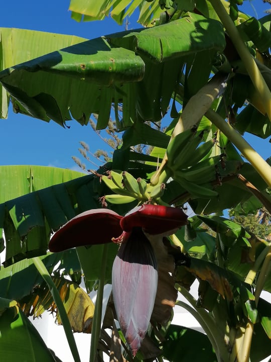 Gartenanlage Bungalows Cordial Sandy Golf