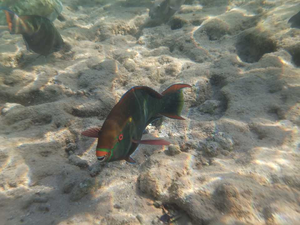 Strand Pickalbatros Citadel Resort