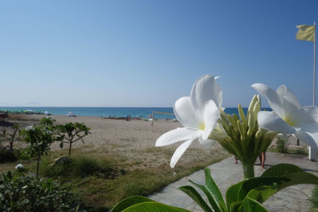 Blumen mit Blick aufs Meer Hotel Kathrin Beach
