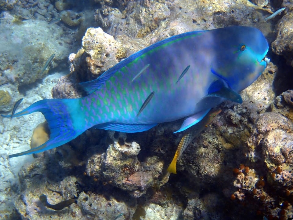 Sport & Freizeit Kihaa Maldives