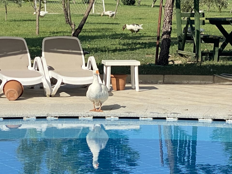 Pool Vita Silva Hotel