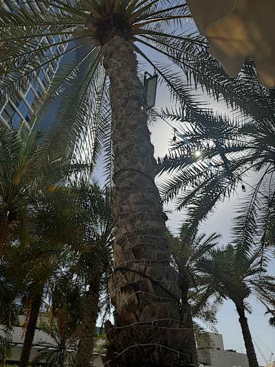 Ausblick DoubleTree by Hilton Dubai - Jumeirah Beach