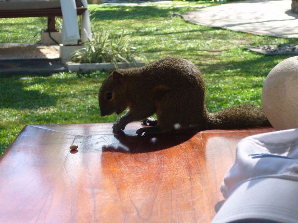 Süße Baumhörnchen The Laguna A Luxury Collection Resort & Spa