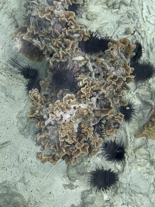 Sport & Freizeit Ocean Paradise Resort & Spa