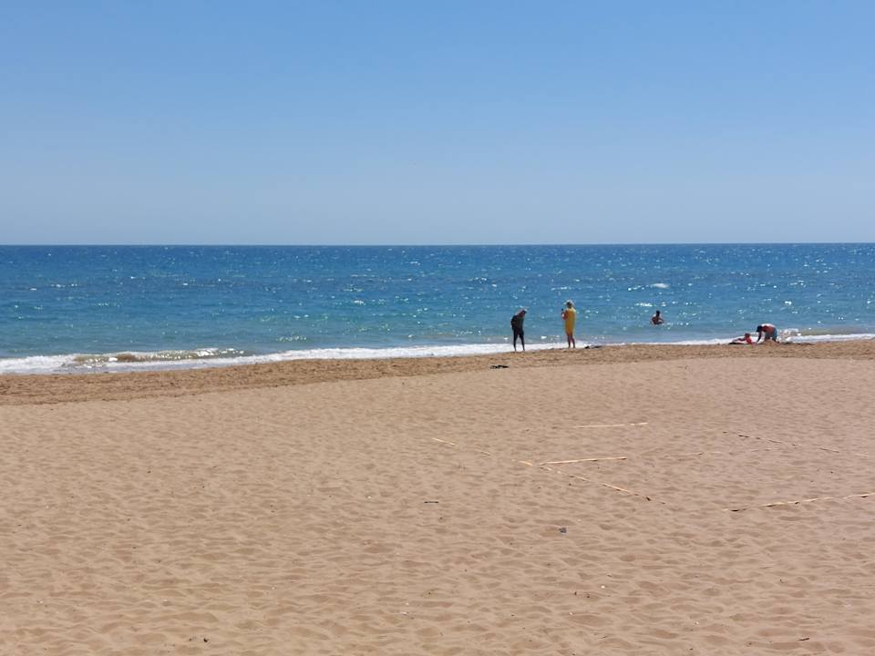 Strand Seashell Vega