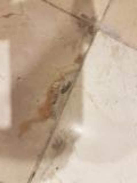 Zimmer Dreams Jardín Tropical