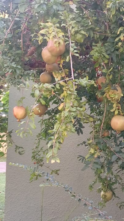 Gartenanlage VONRESORT Golden Beach