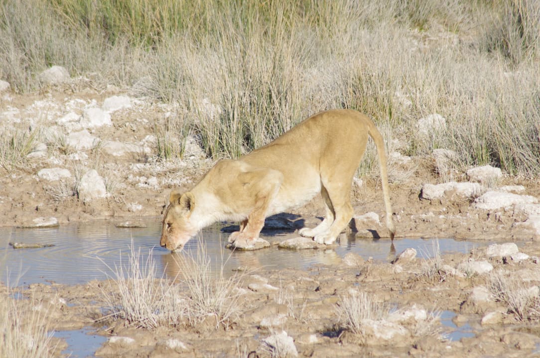 Der Durst ist groß Okaukuejo Camp