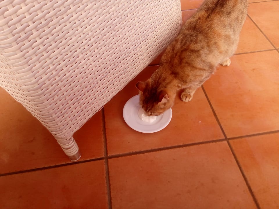 Sonstiges Bella Beach Hotel