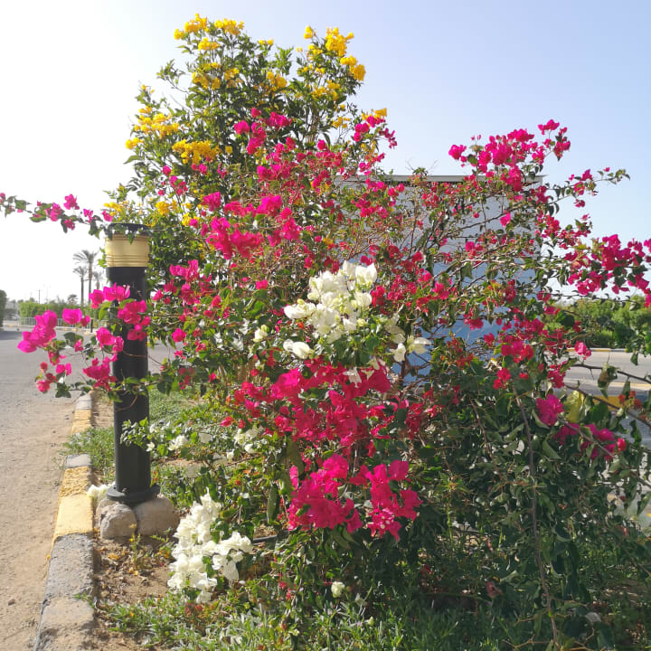 Gartenanlage Jasmine Palace Resort & Spa