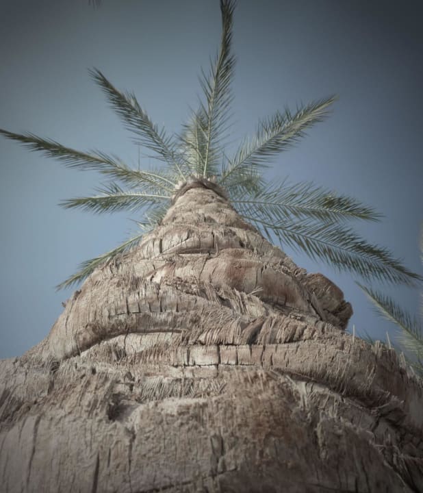 Palme The Grand Hotel Sharm El Sheikh