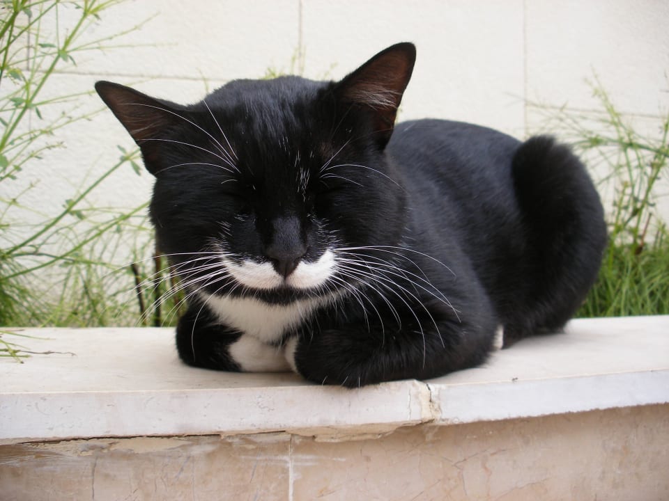 Dösender Kater Voyage Belek Golf & Spa