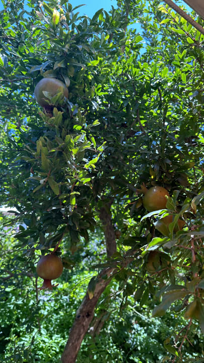 Gartenanlage Trendy Palm Beach (Adults Only, 16+)