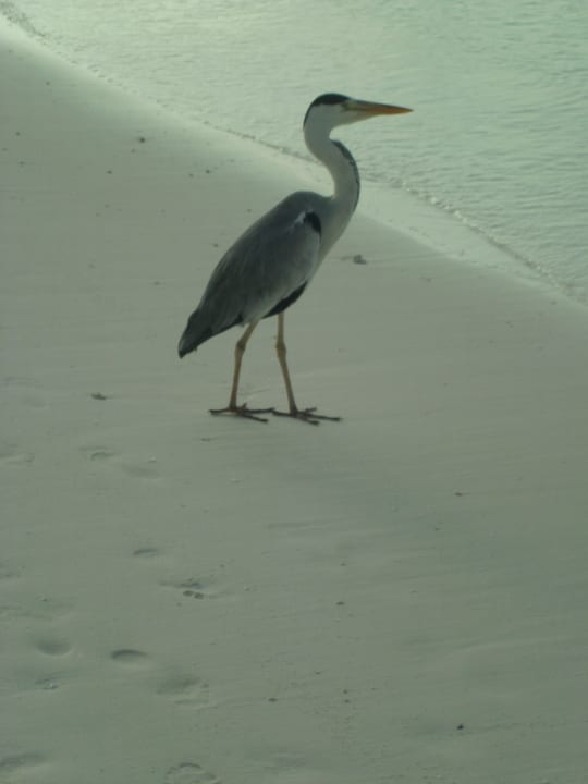 Strandbewohner Kuredu Island Resort & Spa