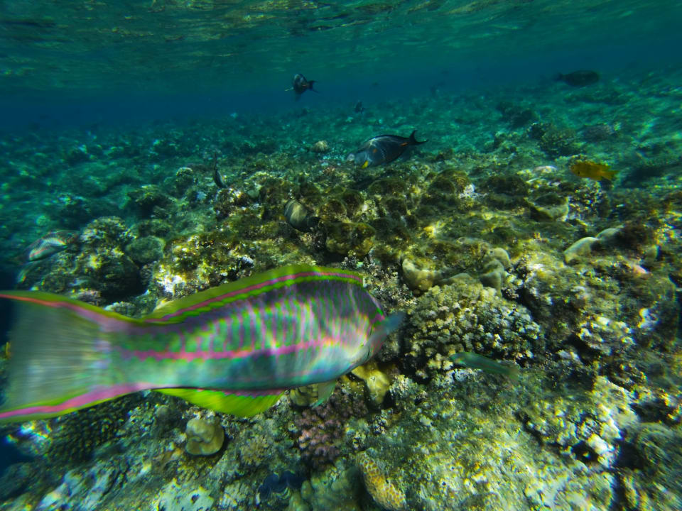 Strand Steigenberger Coraya Beach - Adults only