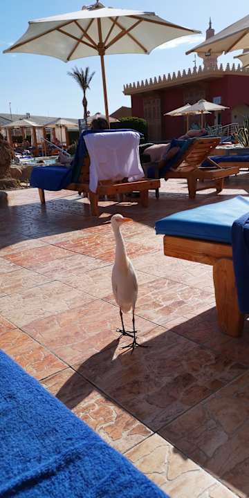 Sonstiges Pickalbatros Alf Leila Wa Leila Resort - Neverland Hurghada