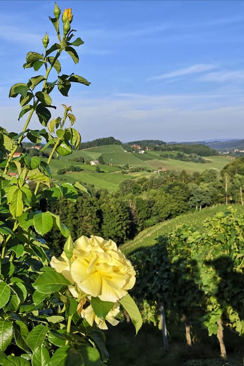 Ausblick Weingut-Gästehaus Birnstingl