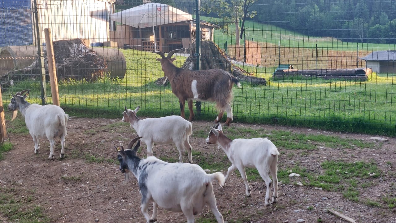 Gartenanlage Hotel Chalets Grosslehen