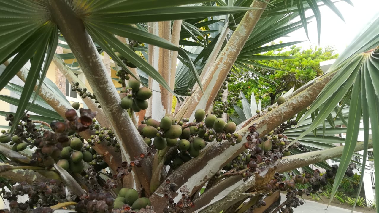 Gartenanlage Playabachata Hotel