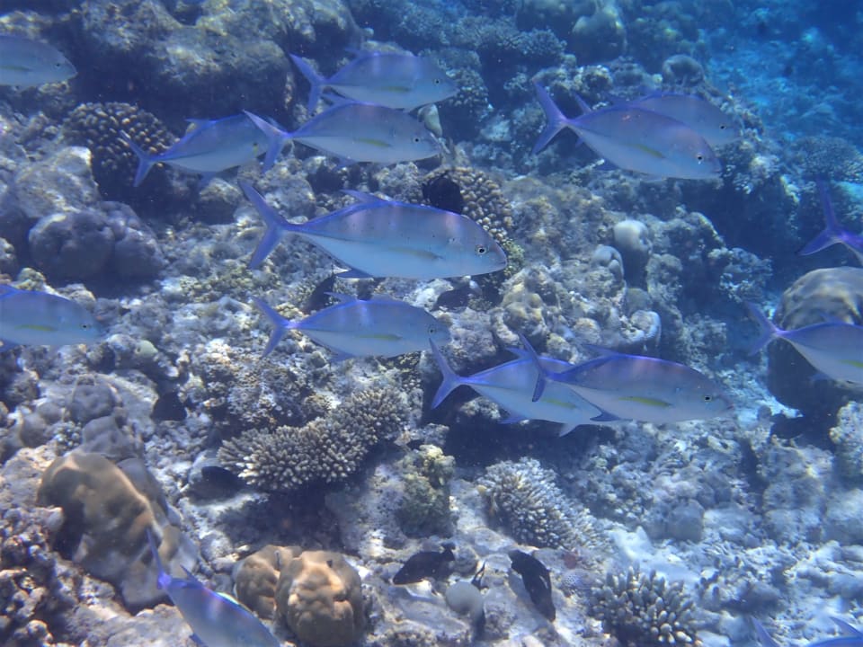 Sport & Freizeit Filitheyo Island Resort