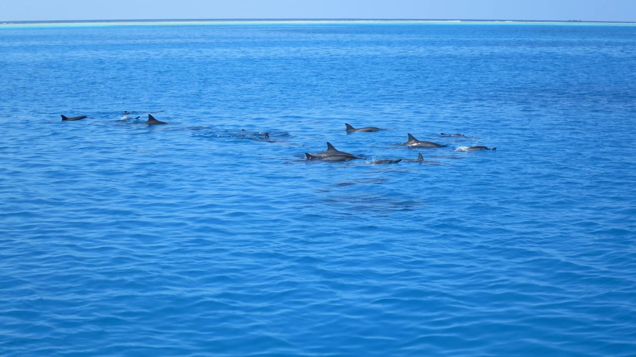 Delfinausflug Fihalhohi Maldives