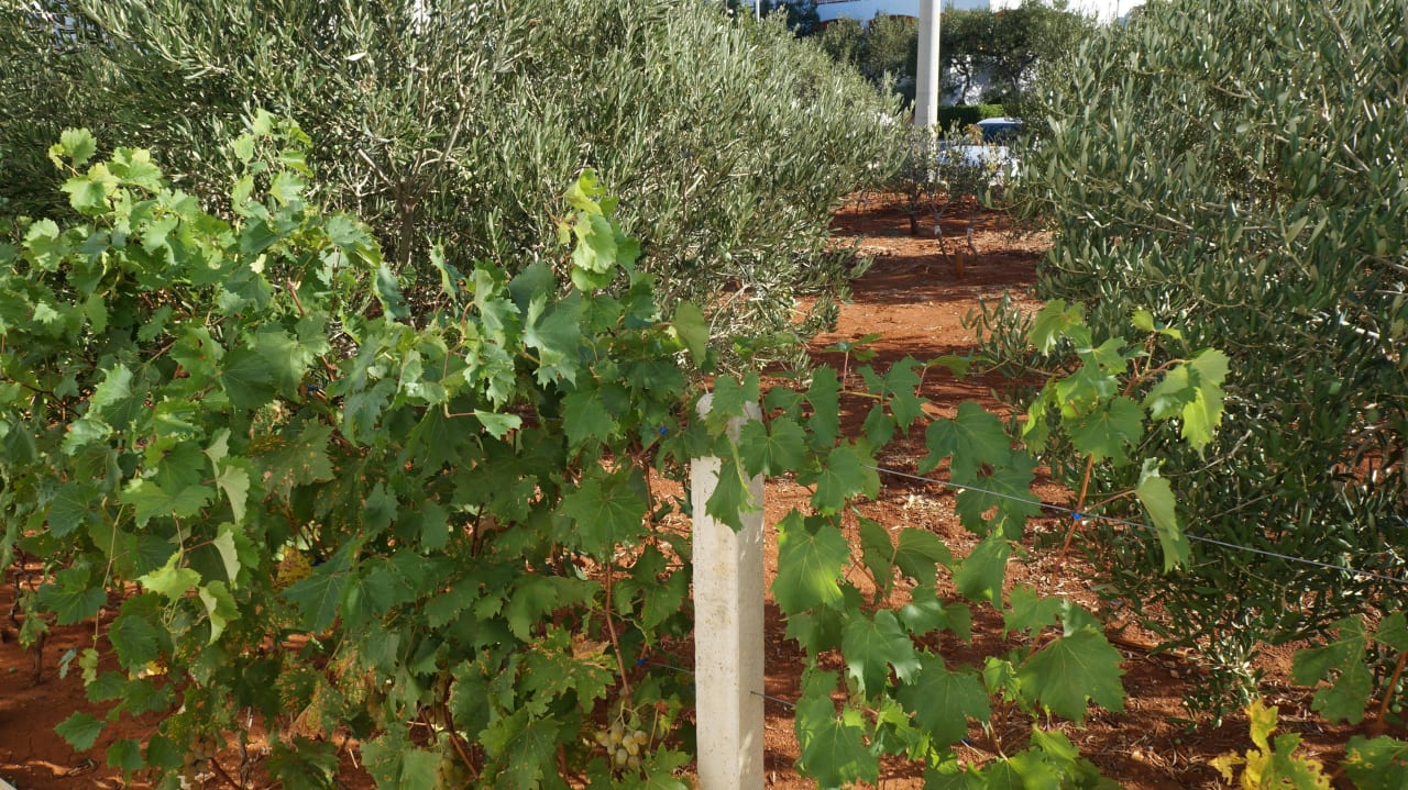 Oliven wachsen direkt vor dem Haus Hotel Villa Fio